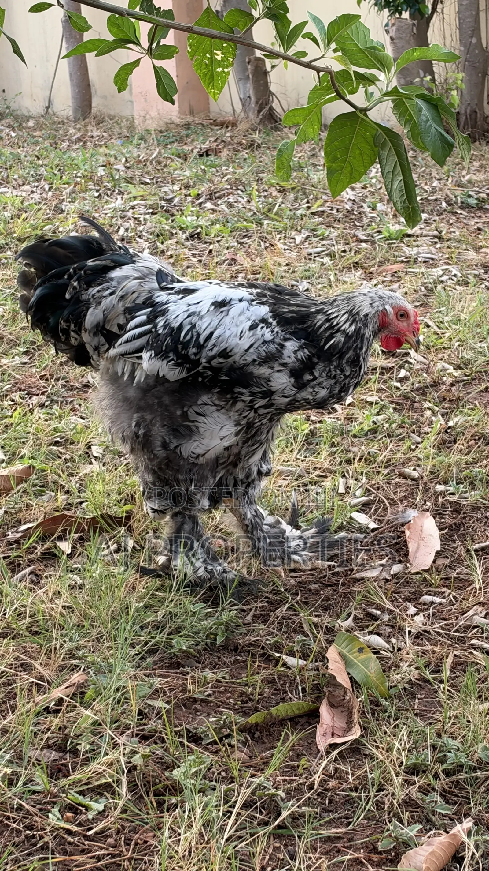 Brahma Chiken for Sale