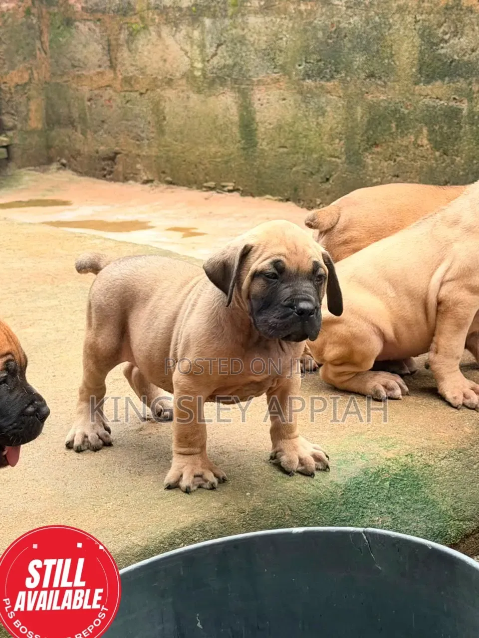 1-3 months Female Purebred Boerboel