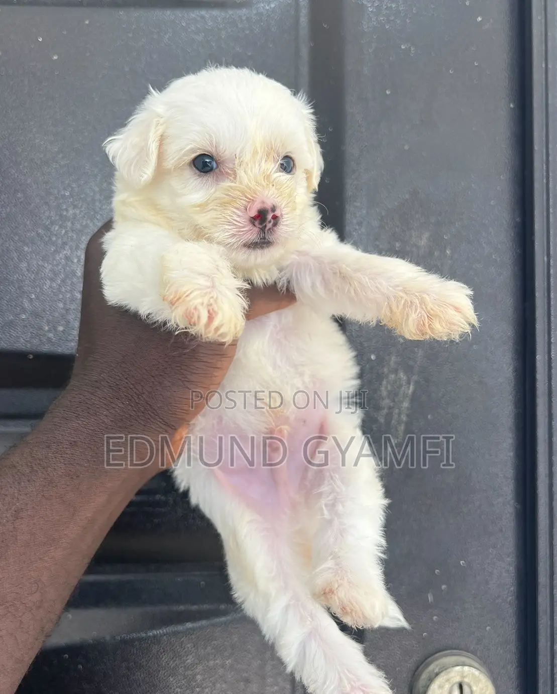 1-3 months Male Purebred Maltipoo