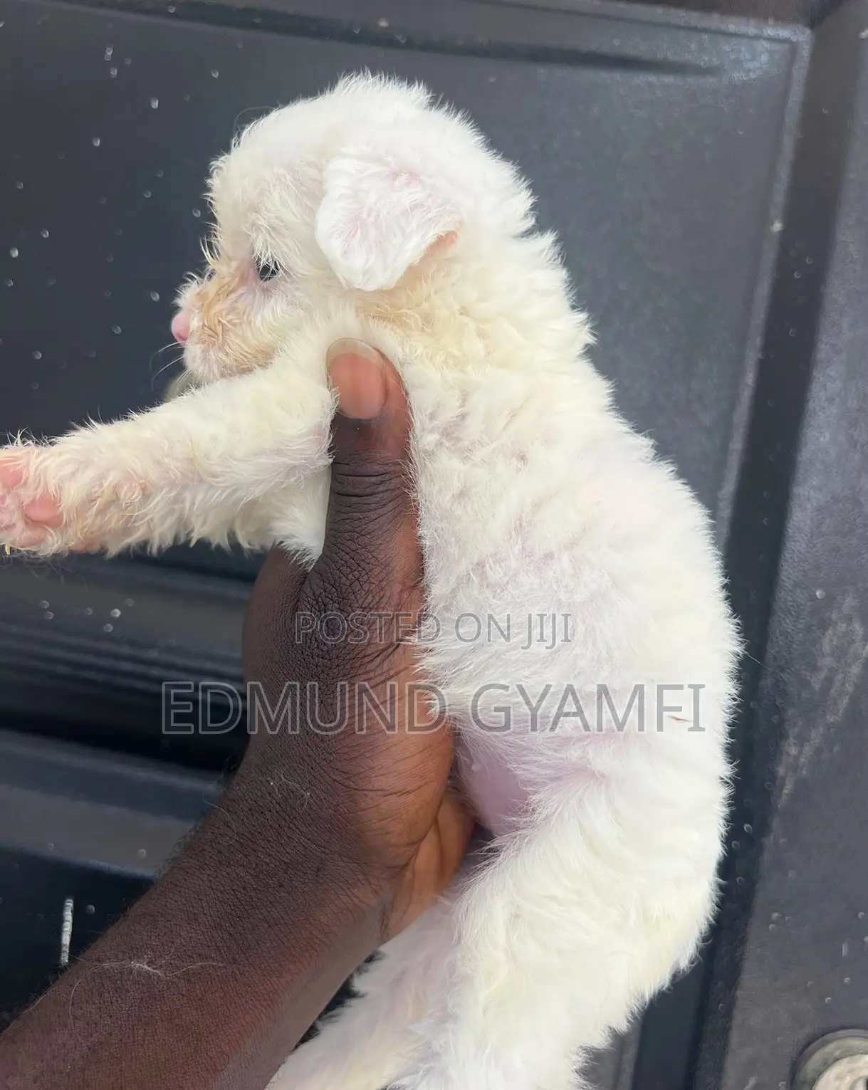 1-3 months Female Purebred Maltipoo
