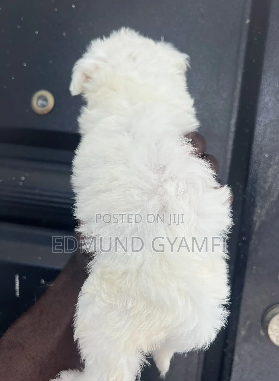 1-3 months Female Purebred Maltipoo