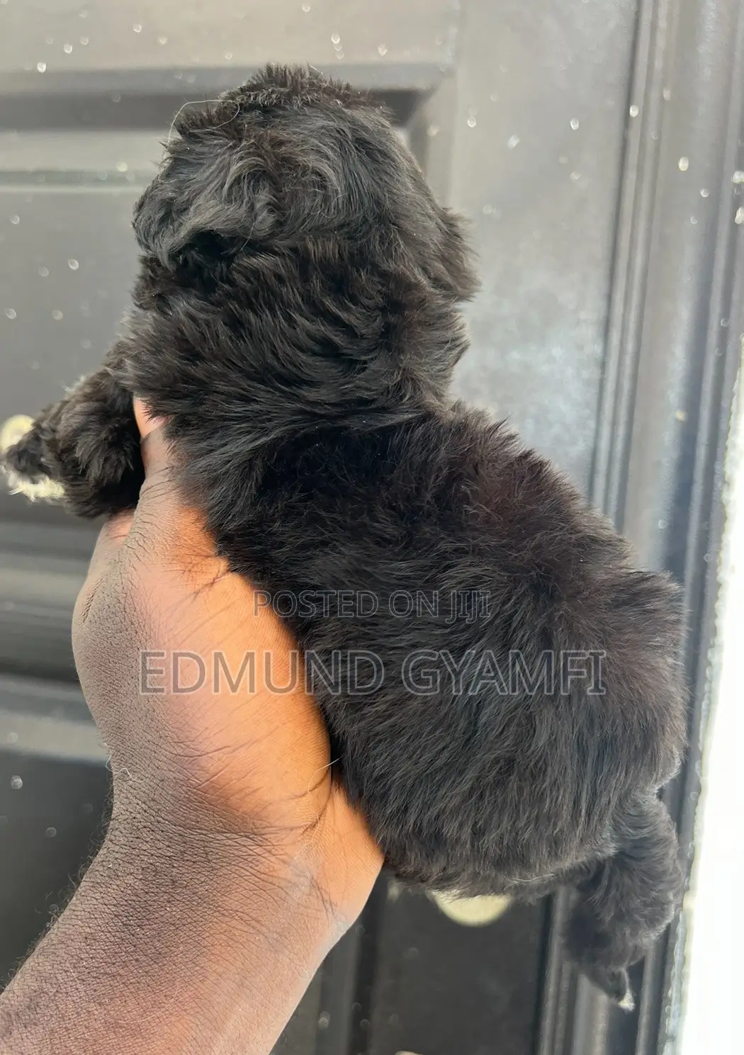 1-3 months Male Purebred Maltipoo