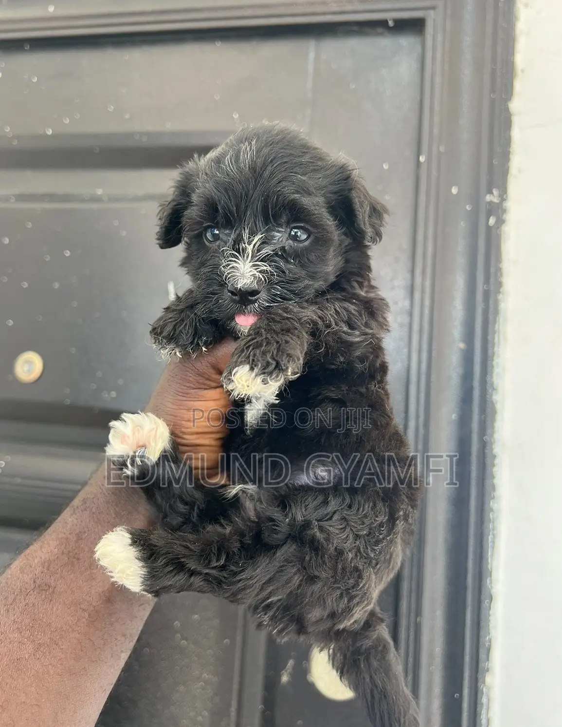 1-3 months Male Purebred Maltipoo