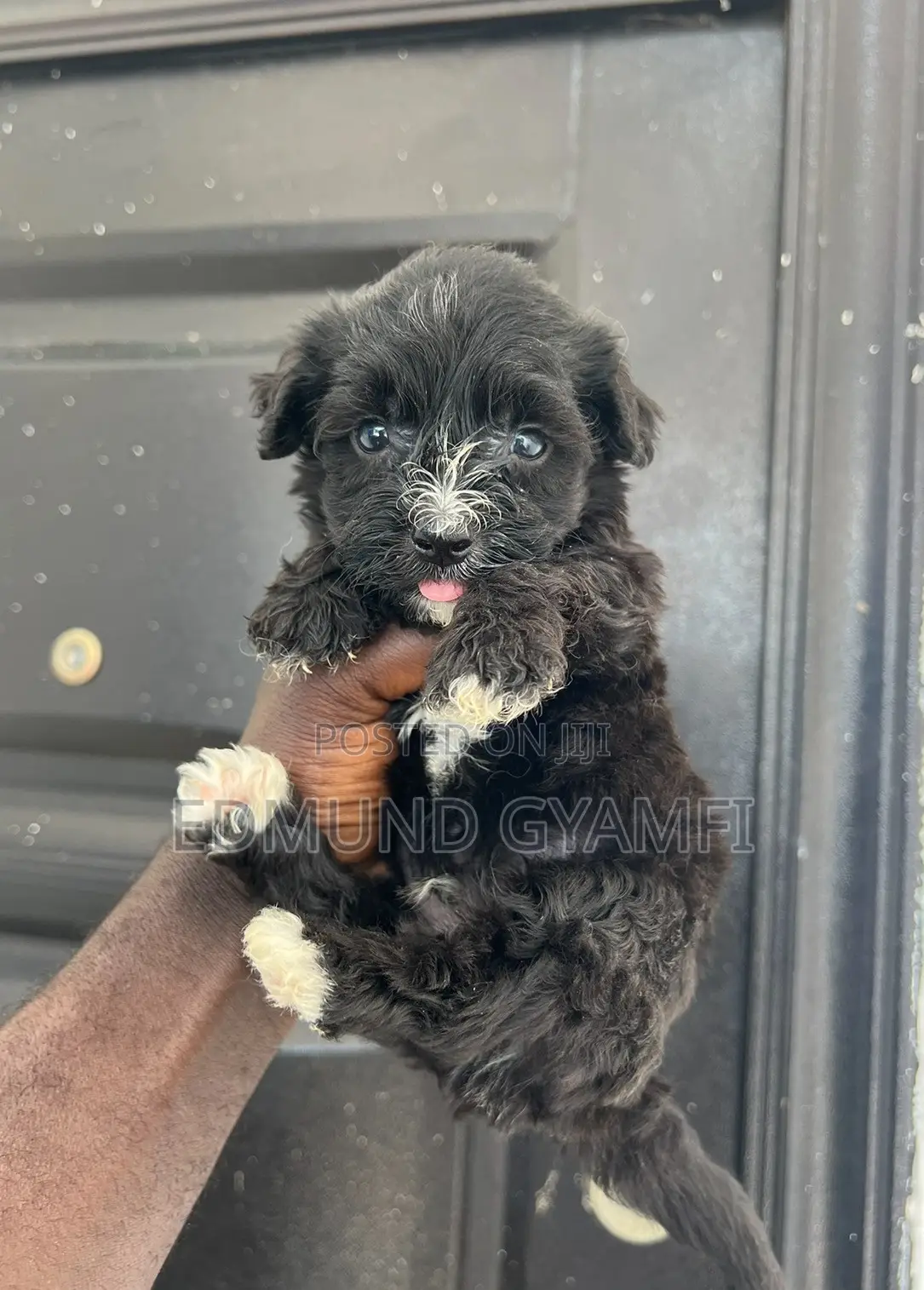1-3 months Male Purebred Maltipoo