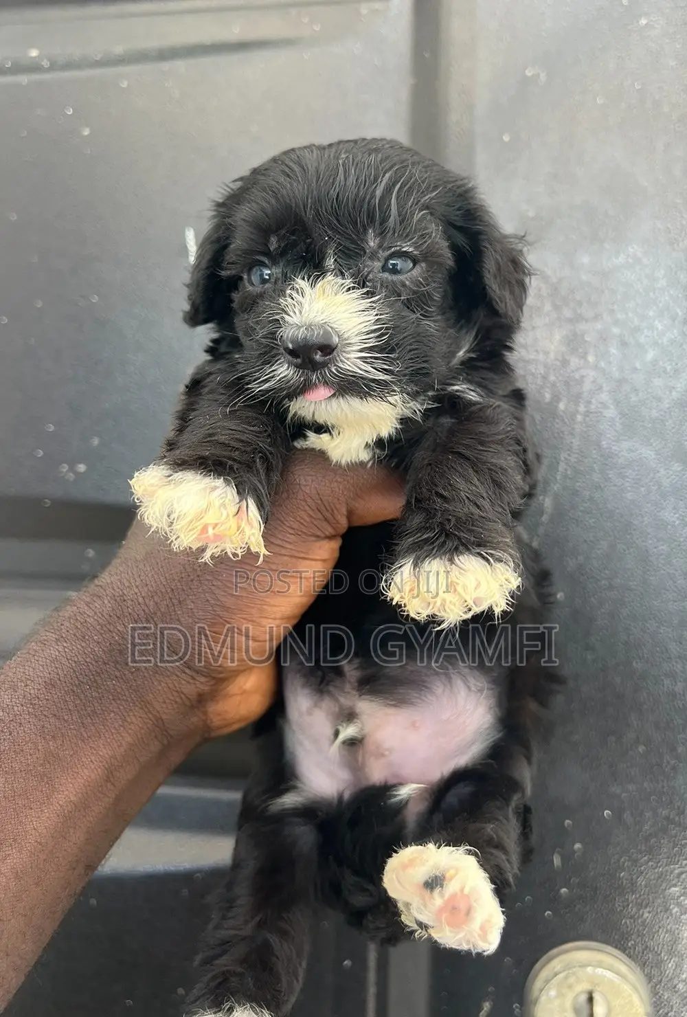 1-3 months Male Purebred Maltipoo