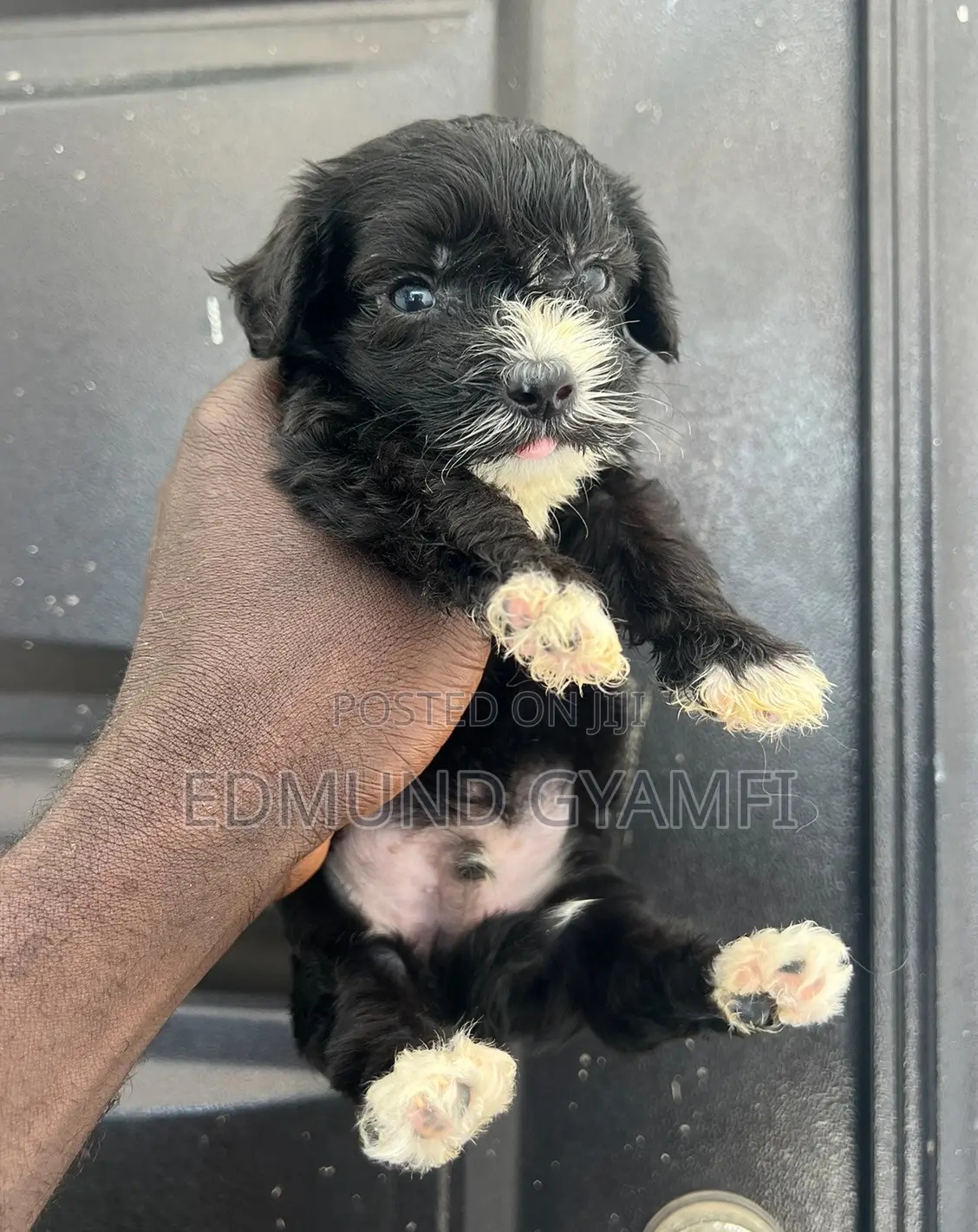 1-3 months Male Purebred Maltipoo