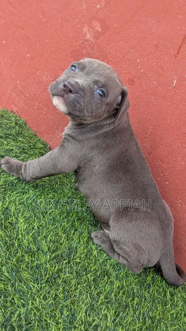 1-3 months Male Purebred American Pit Bull Terrier