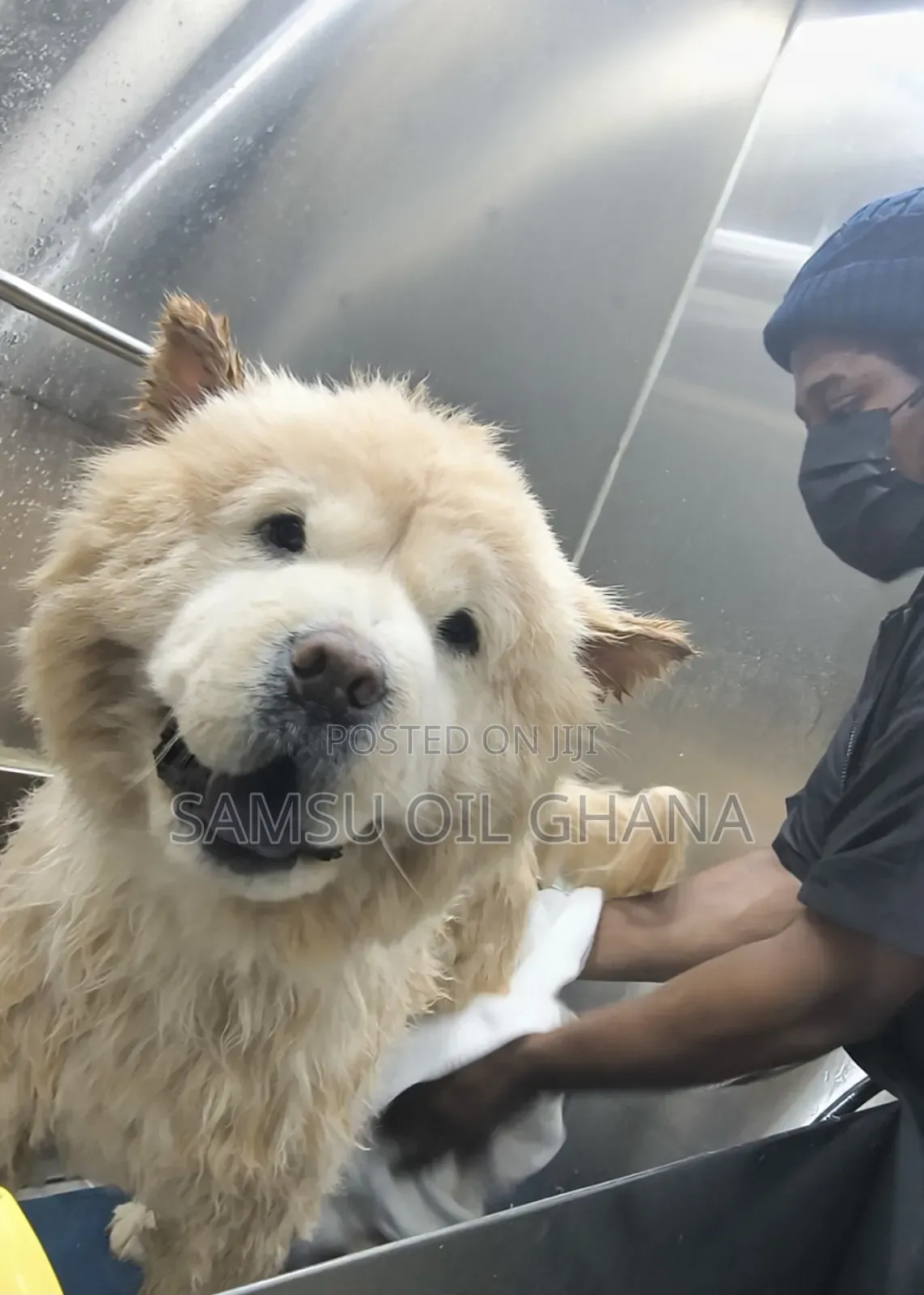 Pet Grooming in Accra Ghana | Dogs & Cats