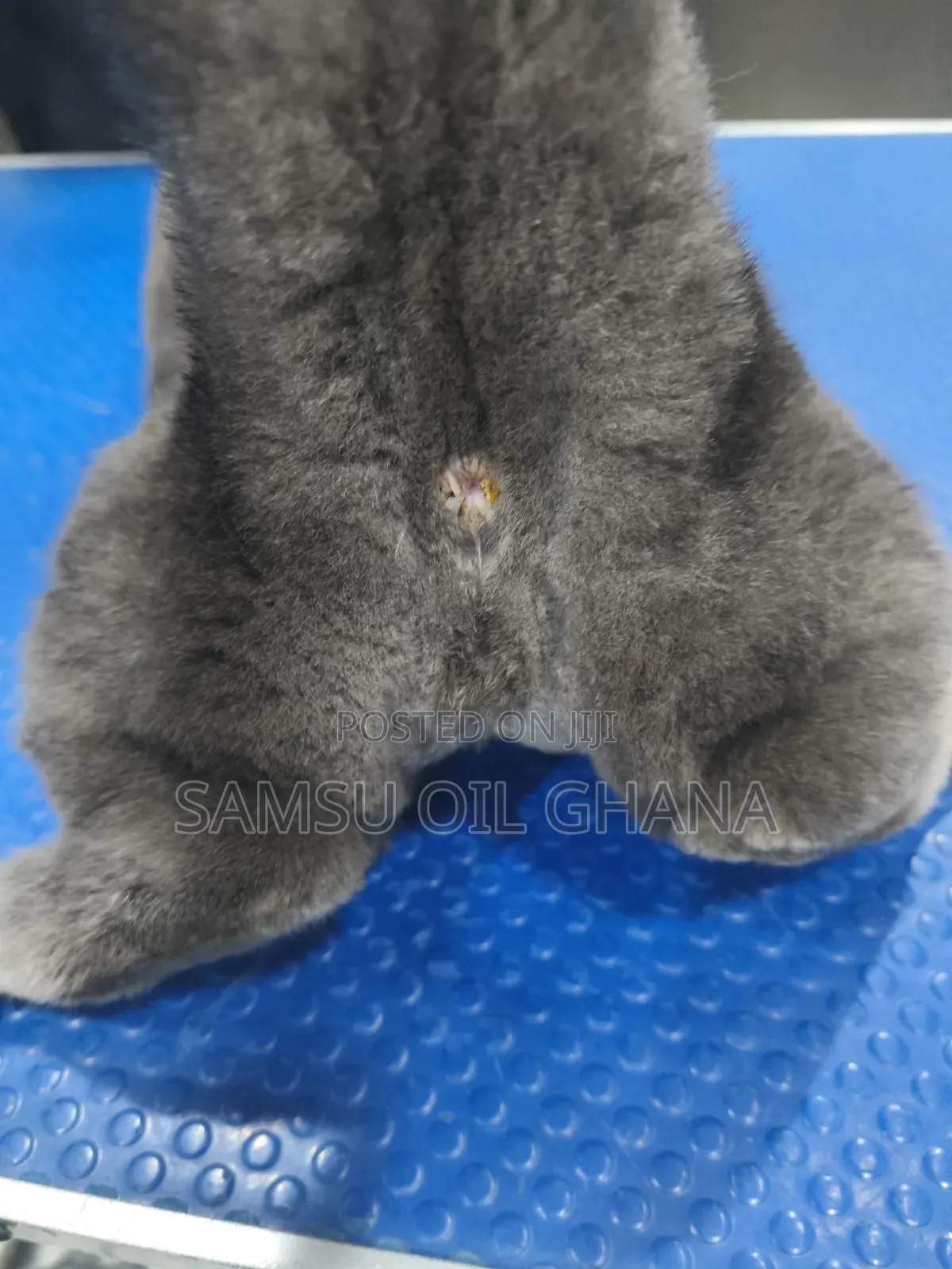 Professional Dog Grooming | Full Grooming | Home Service Accra - Ghana