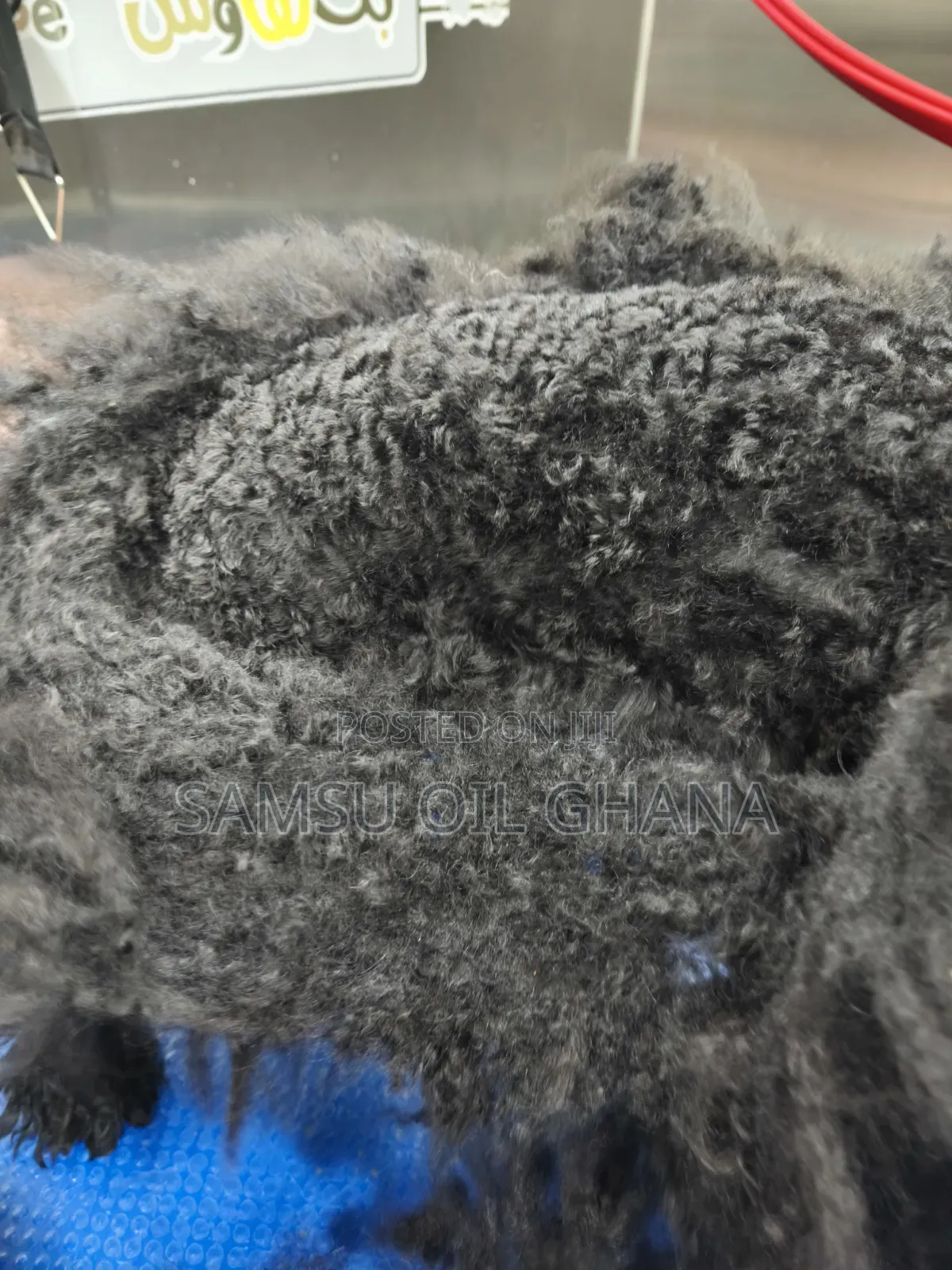 Dog Hair Cutting | Dog Hair Trimming | Pet Hygiene Services in Accra