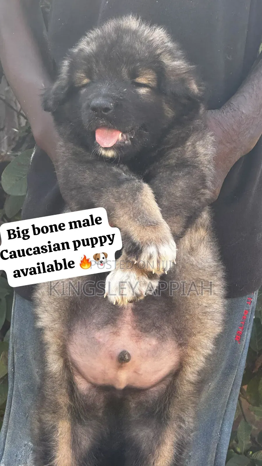 1-3 months Male Purebred Caucasian Shepherd