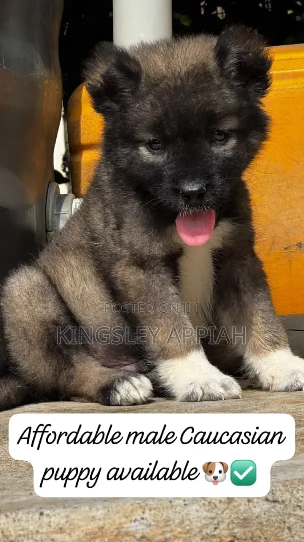 1-3 months Male Purebred Caucasian Shepherd