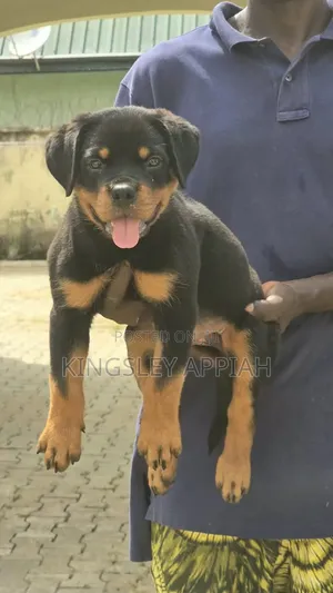 1-3 months Female Purebred Rottweiler