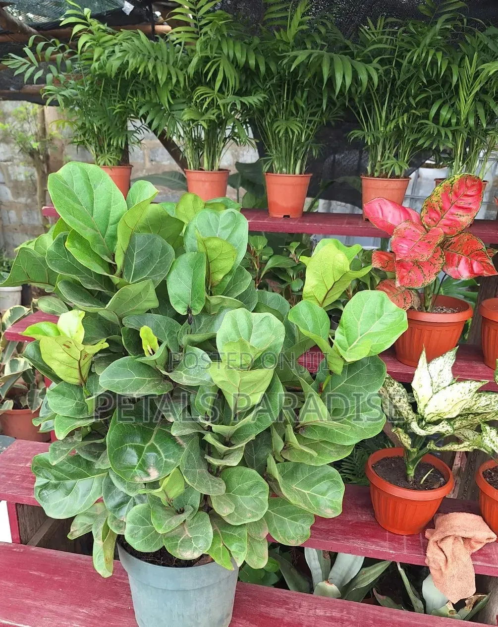 Fiddle Leaf for Sale