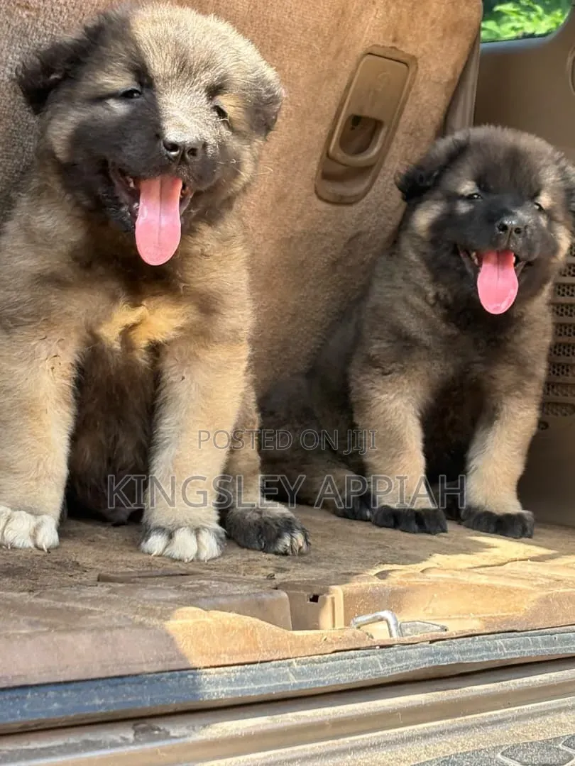 1-3 months Male Purebred Caucasian Shepherd