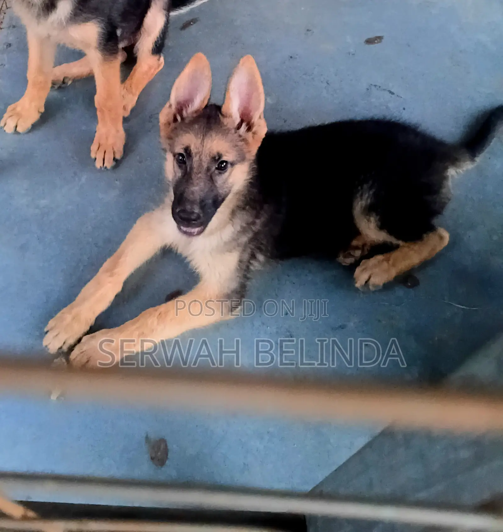 1-3 months Female Purebred German Shepherd