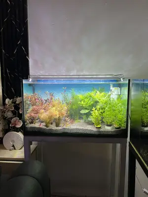 Natural Tank Aquarium