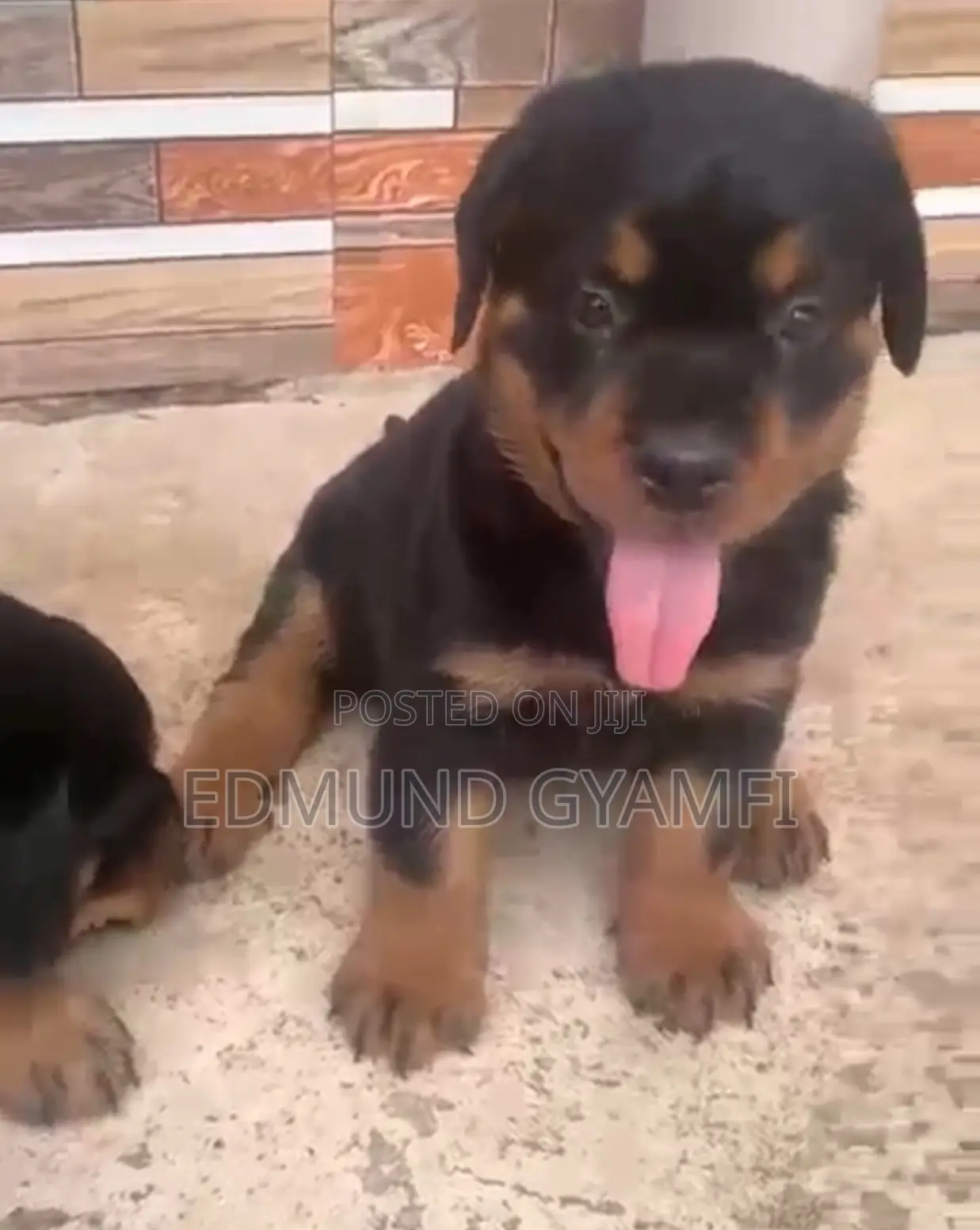 1-3 months Male Purebred Rottweiler