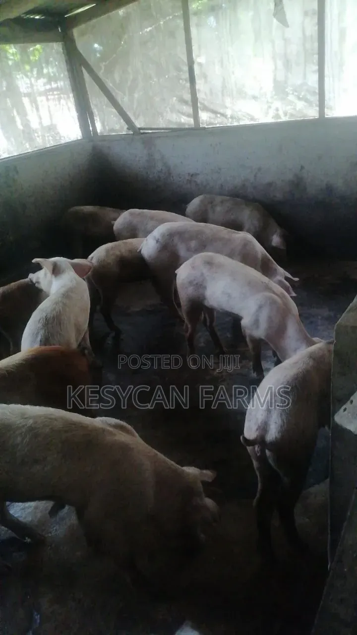 Pig - Piglets