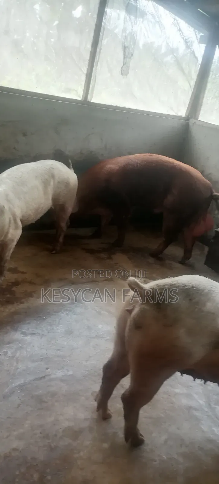 Pig - Boar and Sows