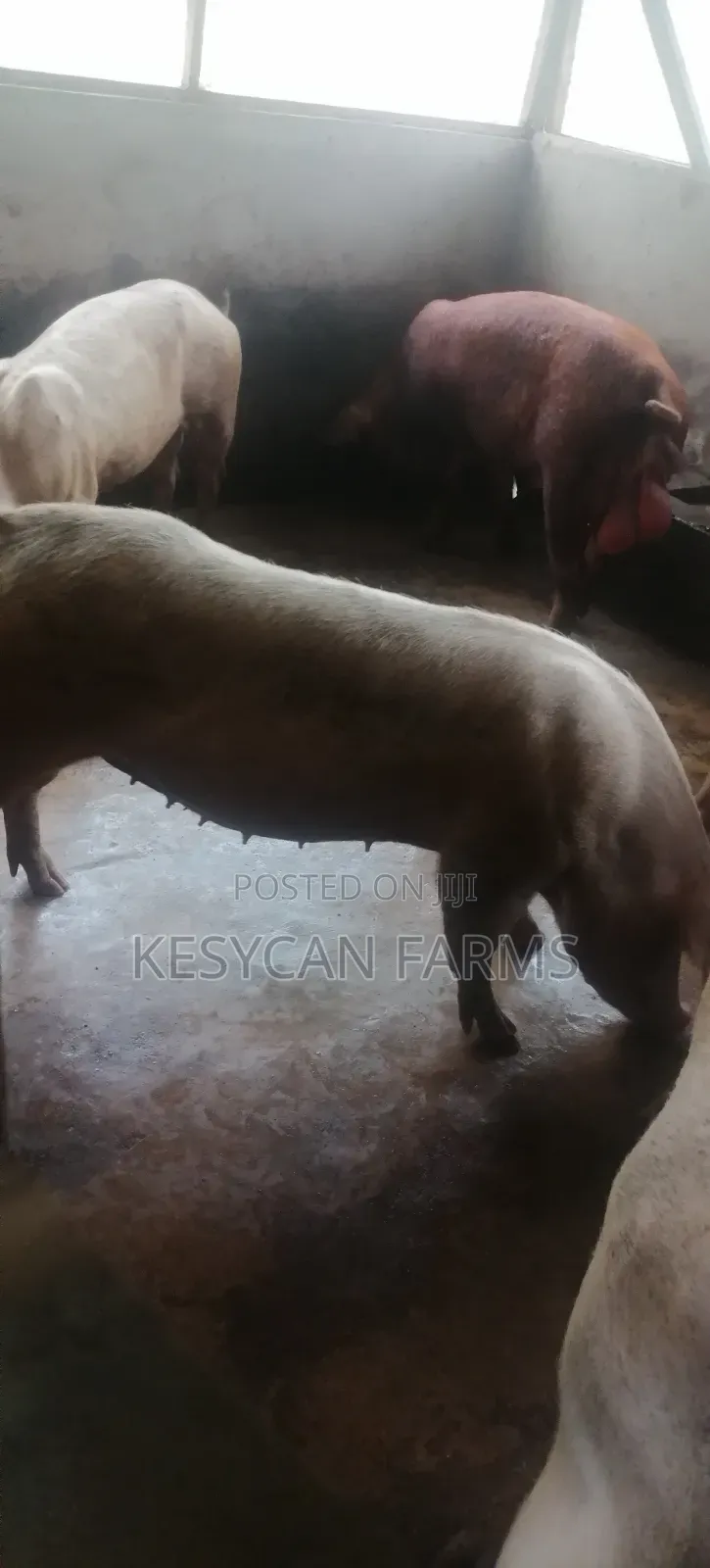 Pig - Boar and Sows
