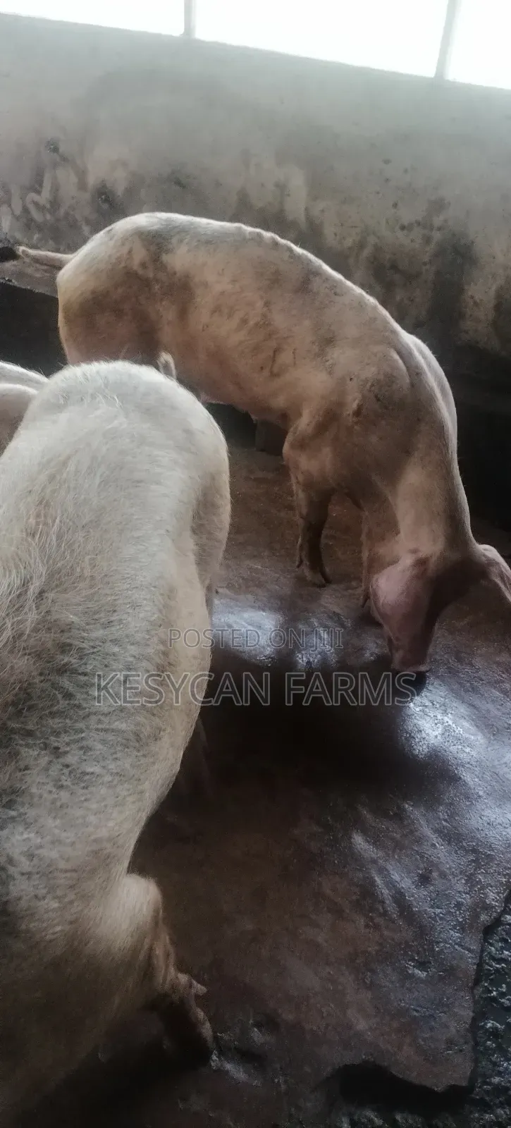 Pig - Boar and Sows