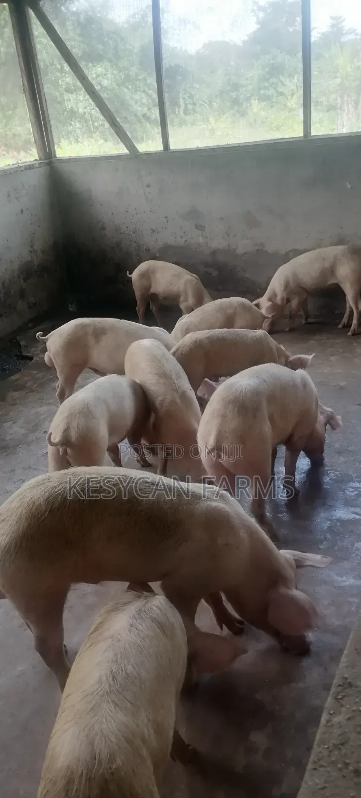 Pig - Grower