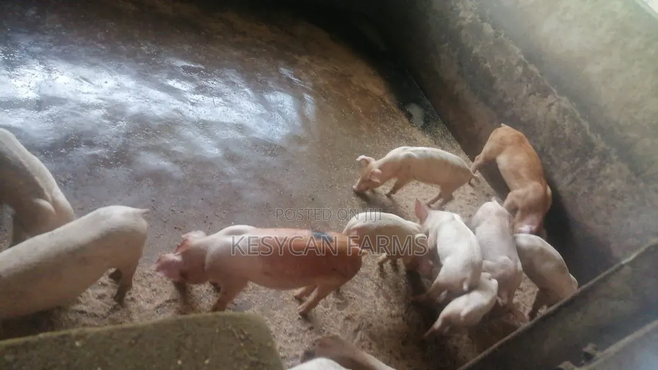 Pig Piglets - Weaners
