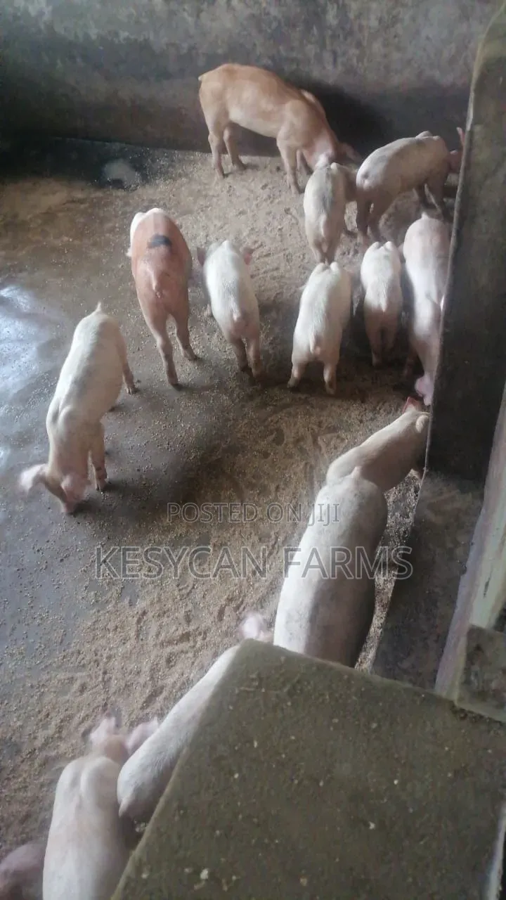 Pig Piglets - Weaners