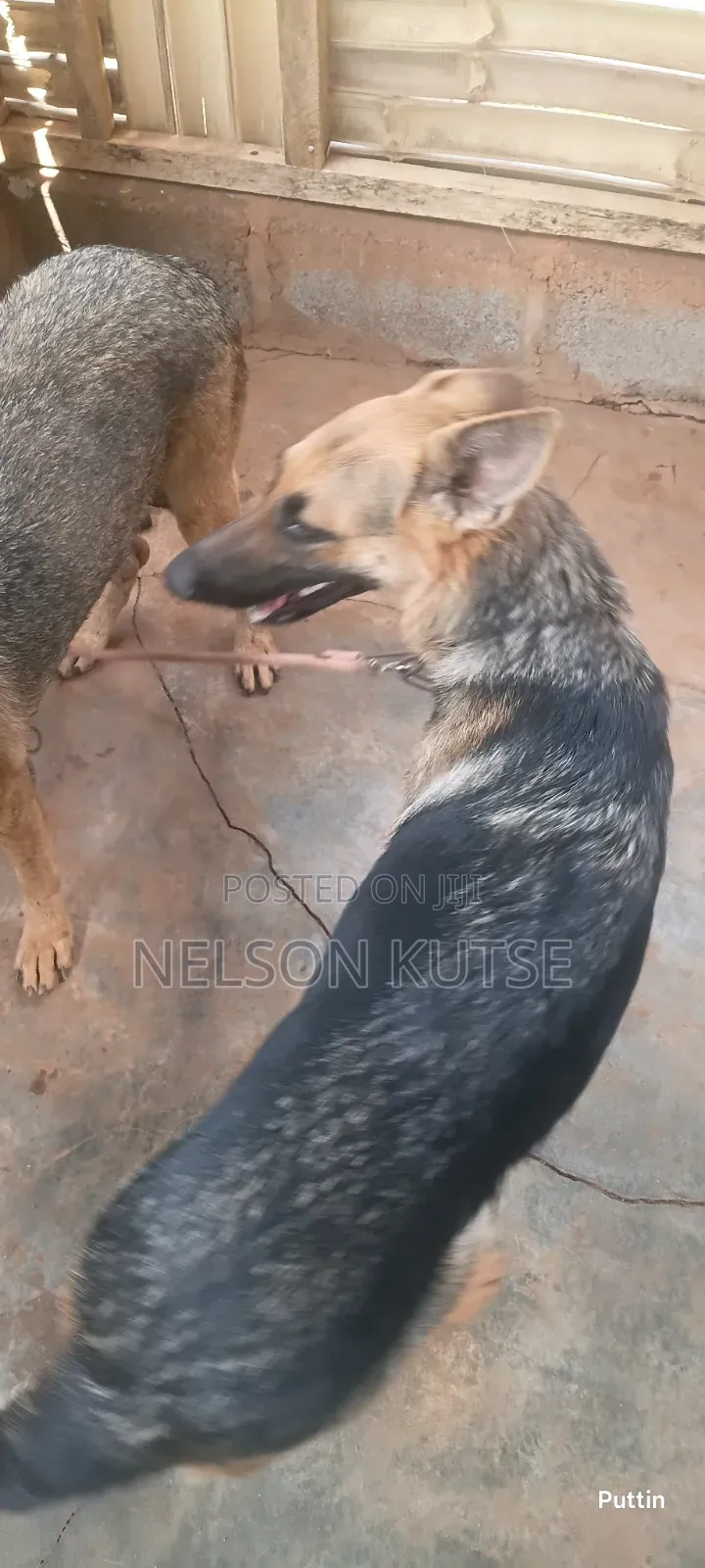 6-12 months Female Purebred German Shepherd