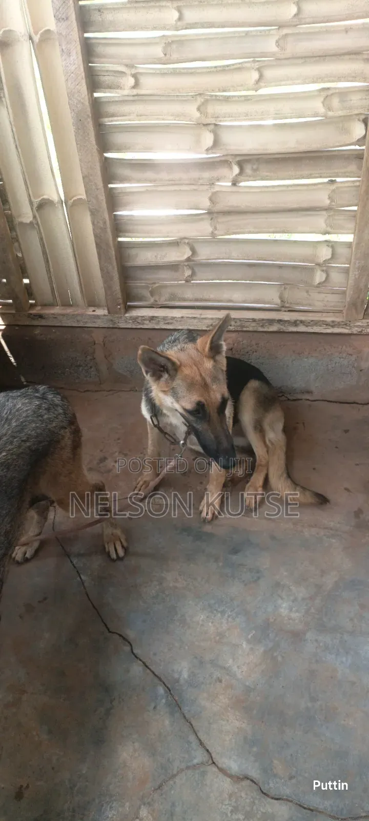 6-12 months Female Purebred German Shepherd