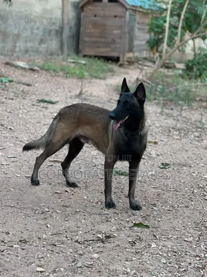 1+ year Male Purebred Belgian Malinois
