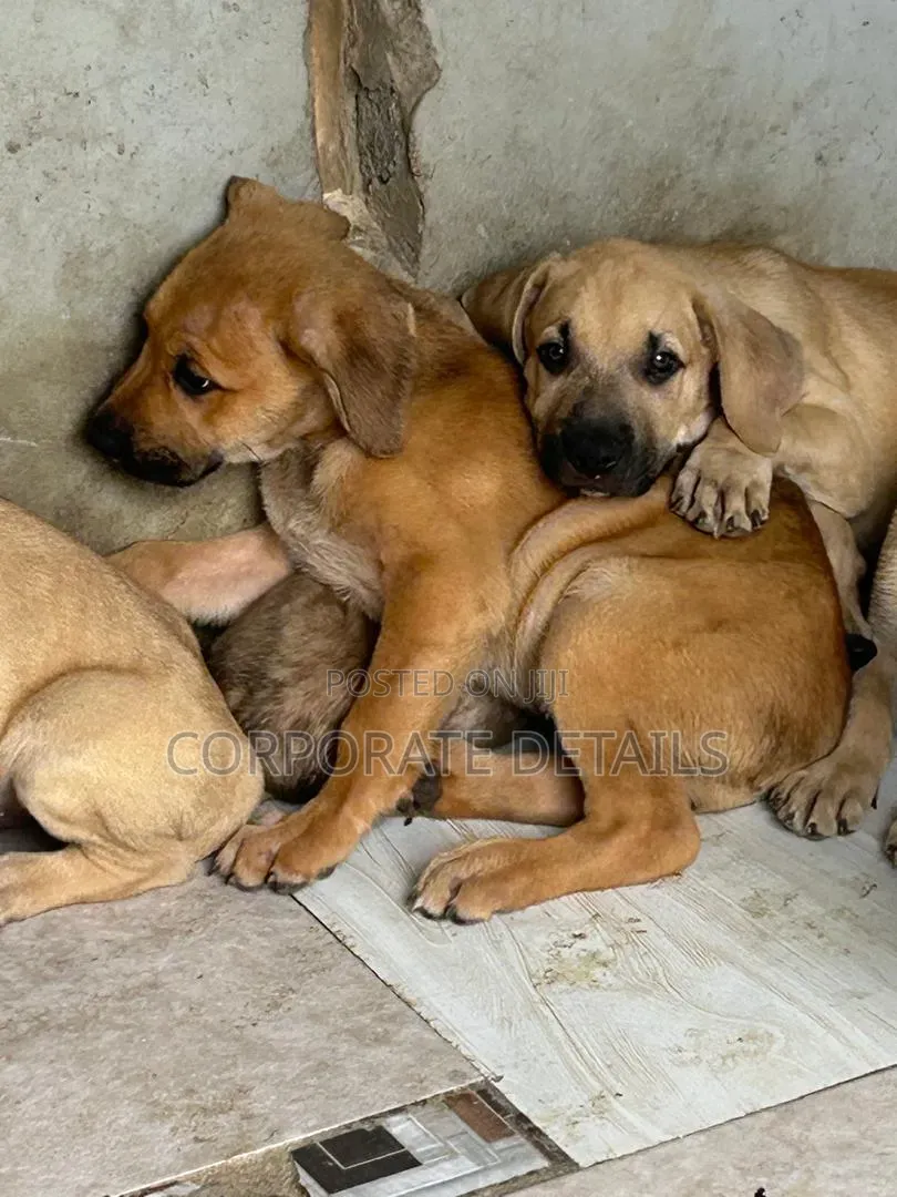 1-3 months Male Purebred Boerboel