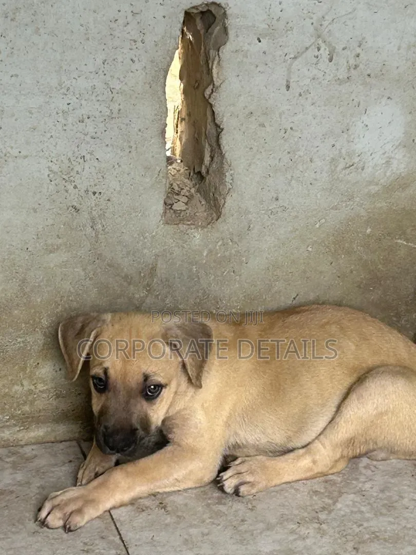 1-3 months Male Purebred Boerboel