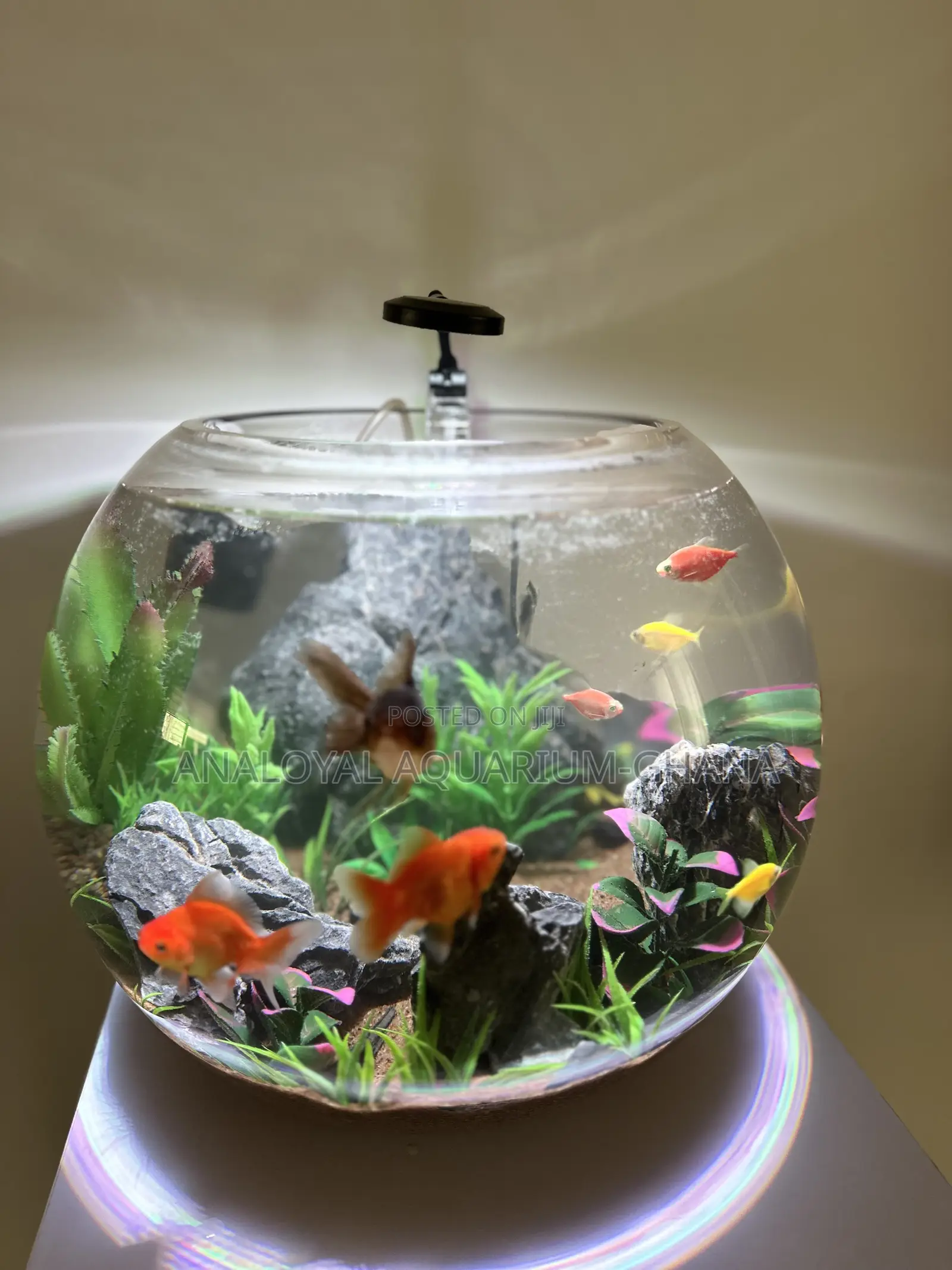 Fish Bowl Aquarium