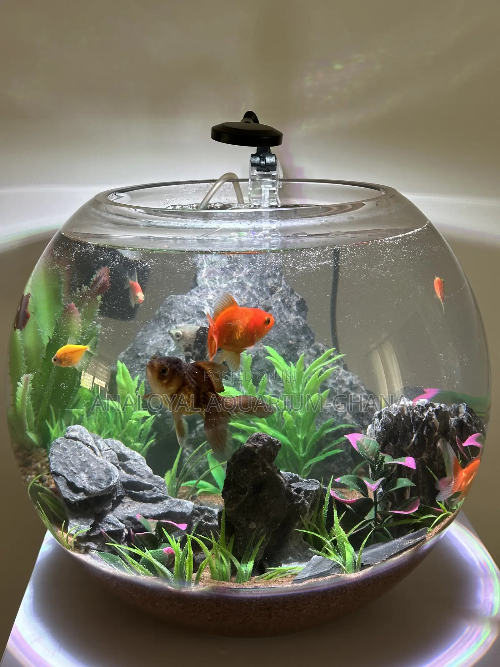 Fish Bowl Aquarium