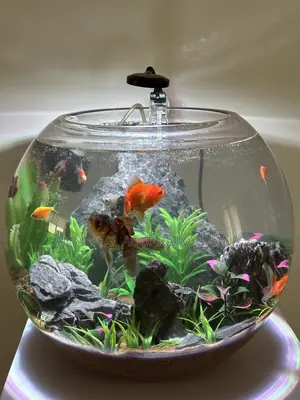 Fish Bowl Aquarium