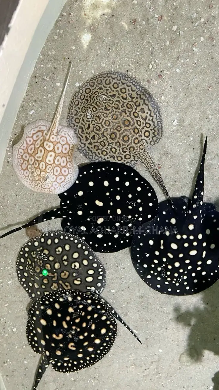 Freshwater Stingrays