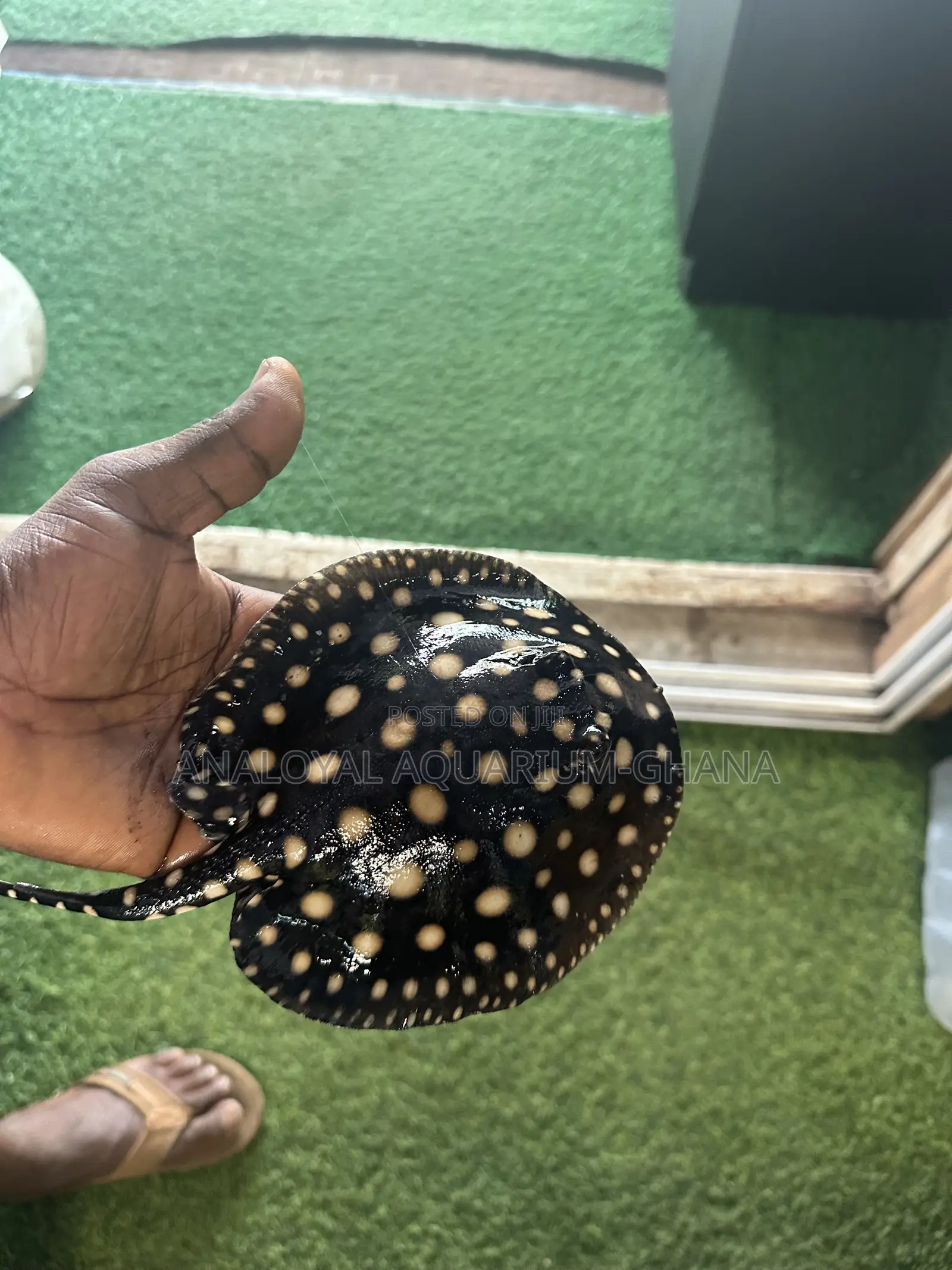 Freshwater Stingrays