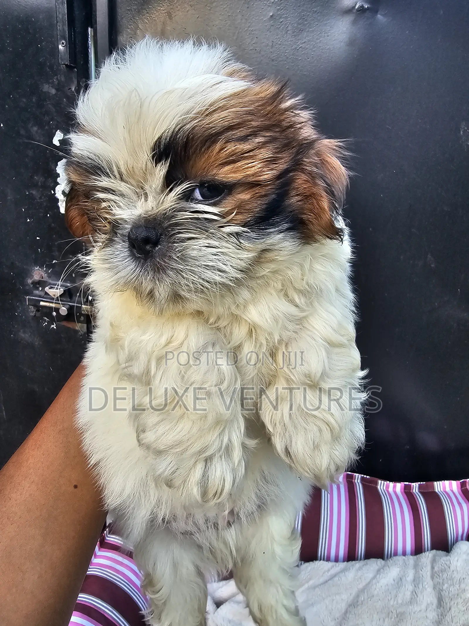 1-3 months Male Purebred Shih Tzu