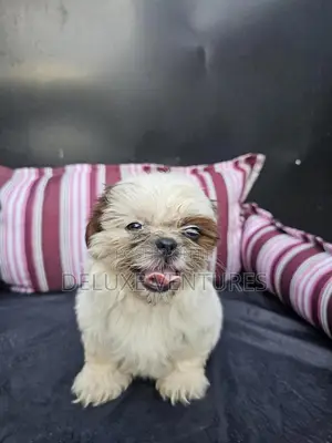 1-3 months Male Purebred Shih Tzu