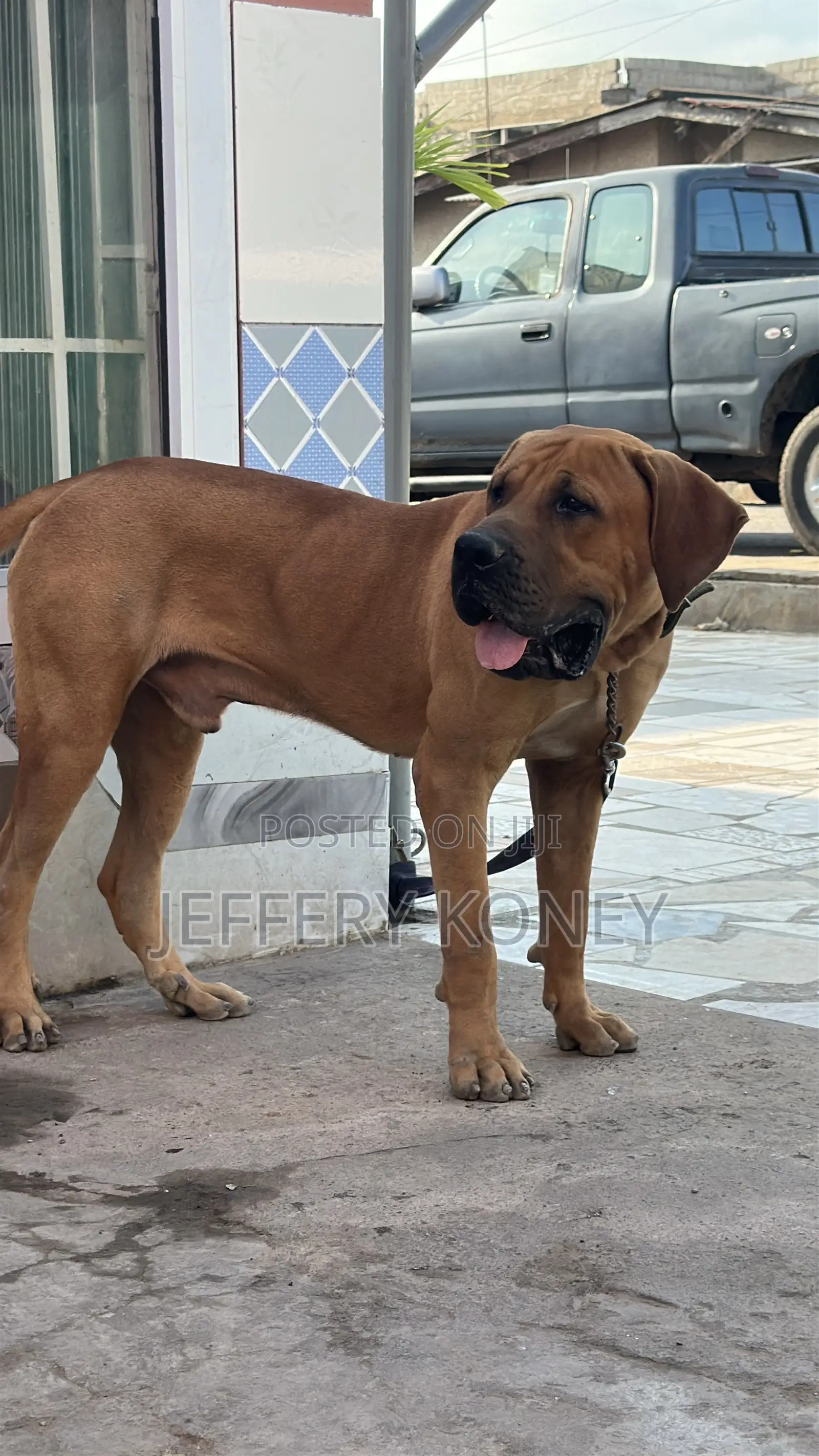 6-12 months Male Purebred Boerboel
