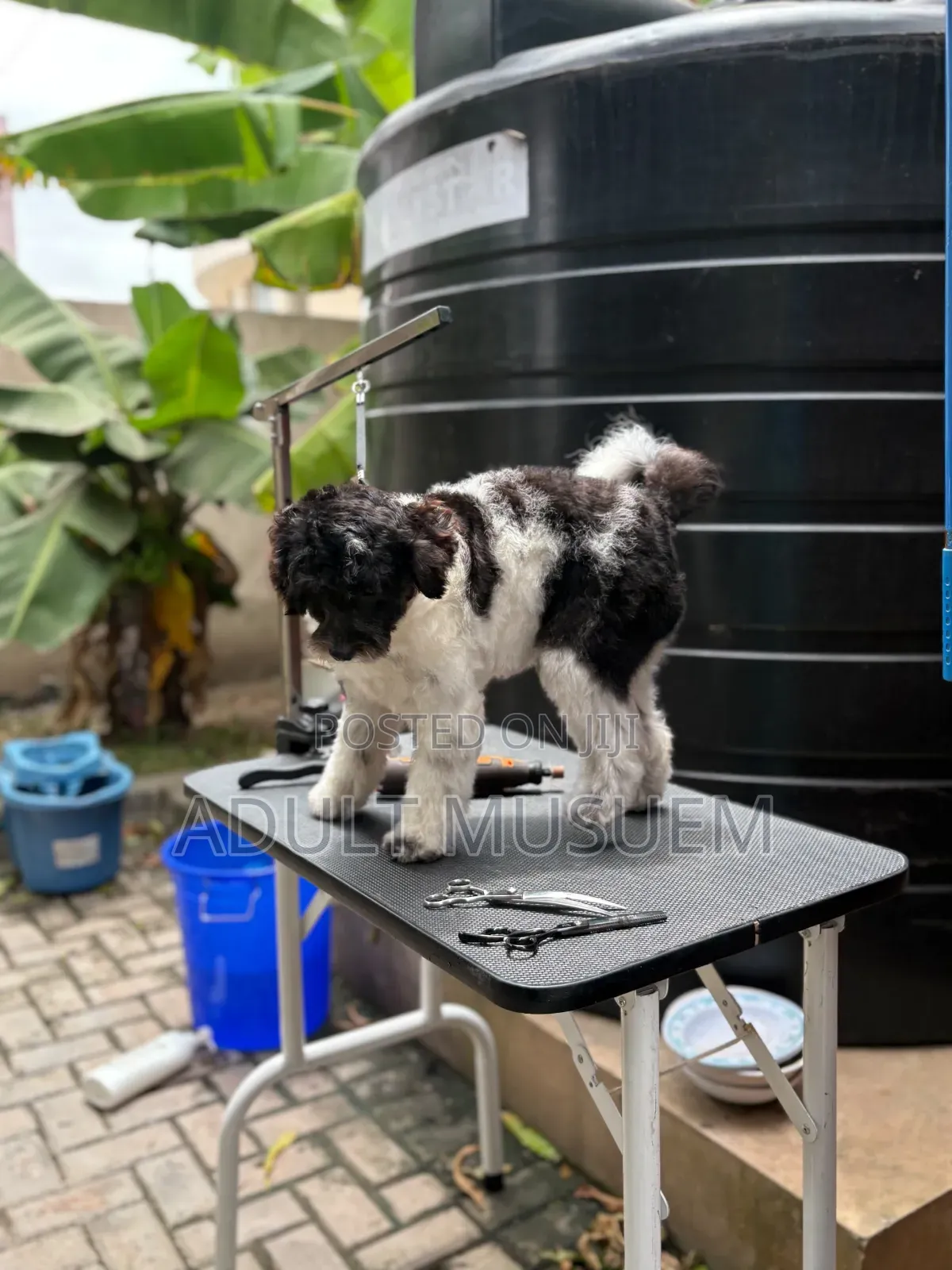 Full Pet Grooming Accra | Complete Dog & Cat Grooming Services