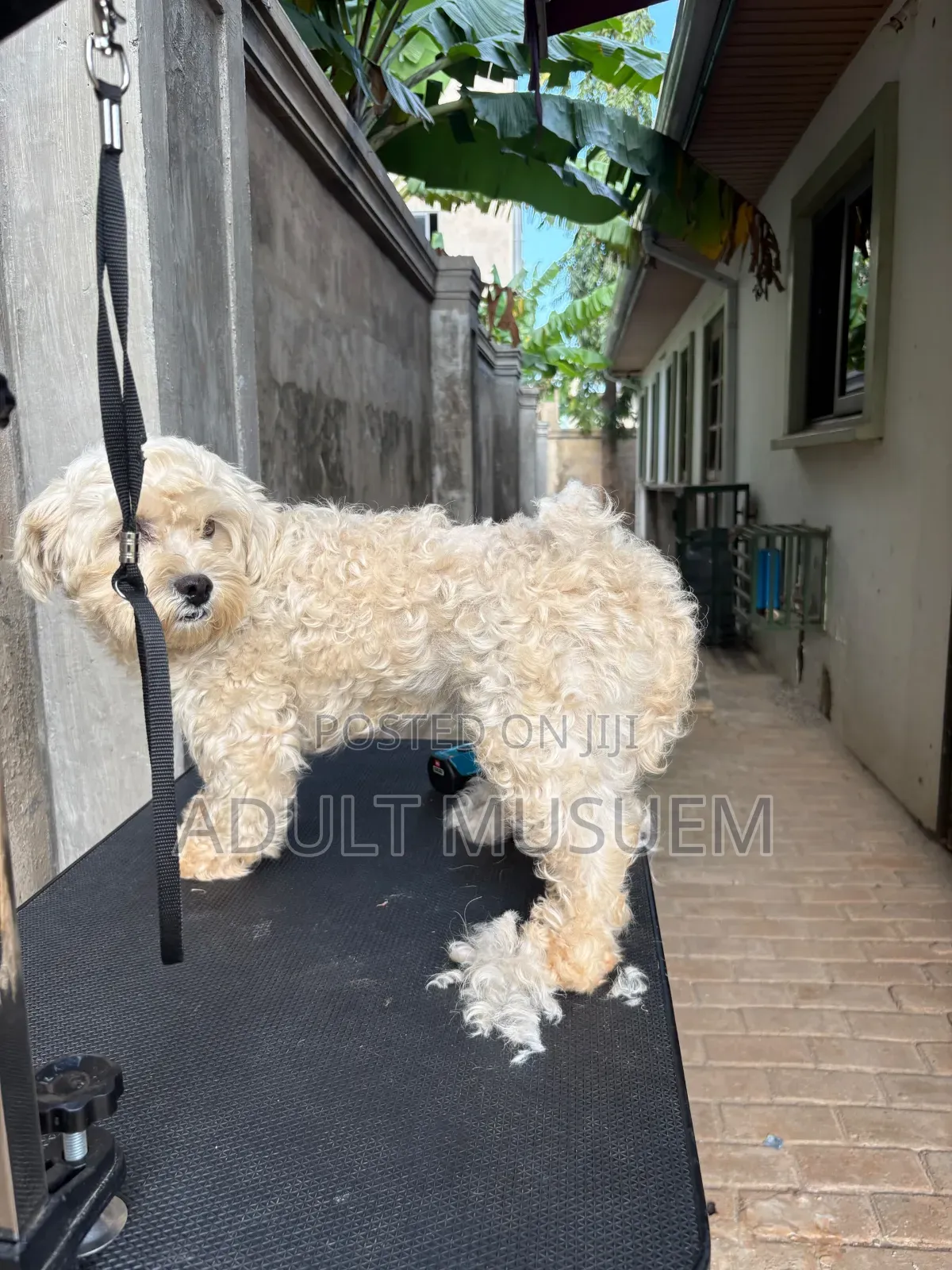 Mobile Pet Full Grooming Accra | Dog & Cat Grooming at Home