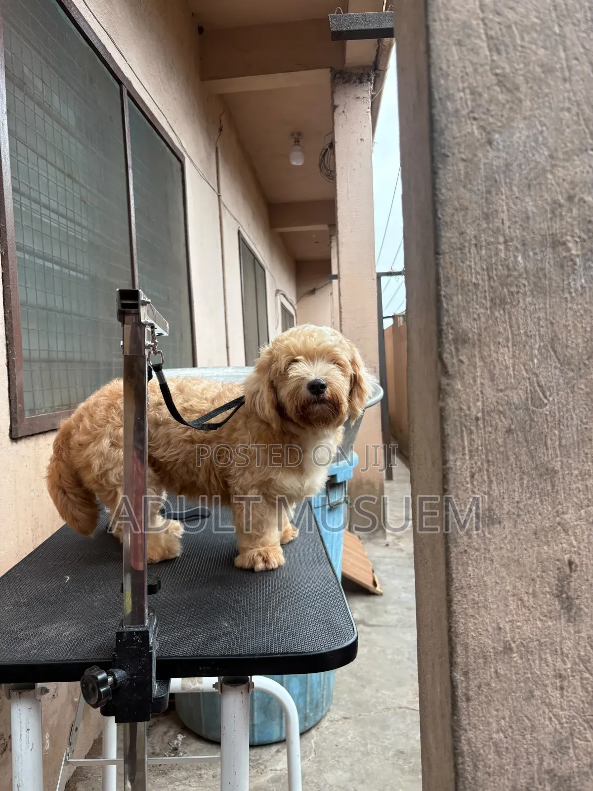 Professional Dog Groomer and Dog Haircuts Services for Your Pets