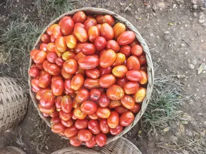  Fresh Tomatoes Straight From the Farm!