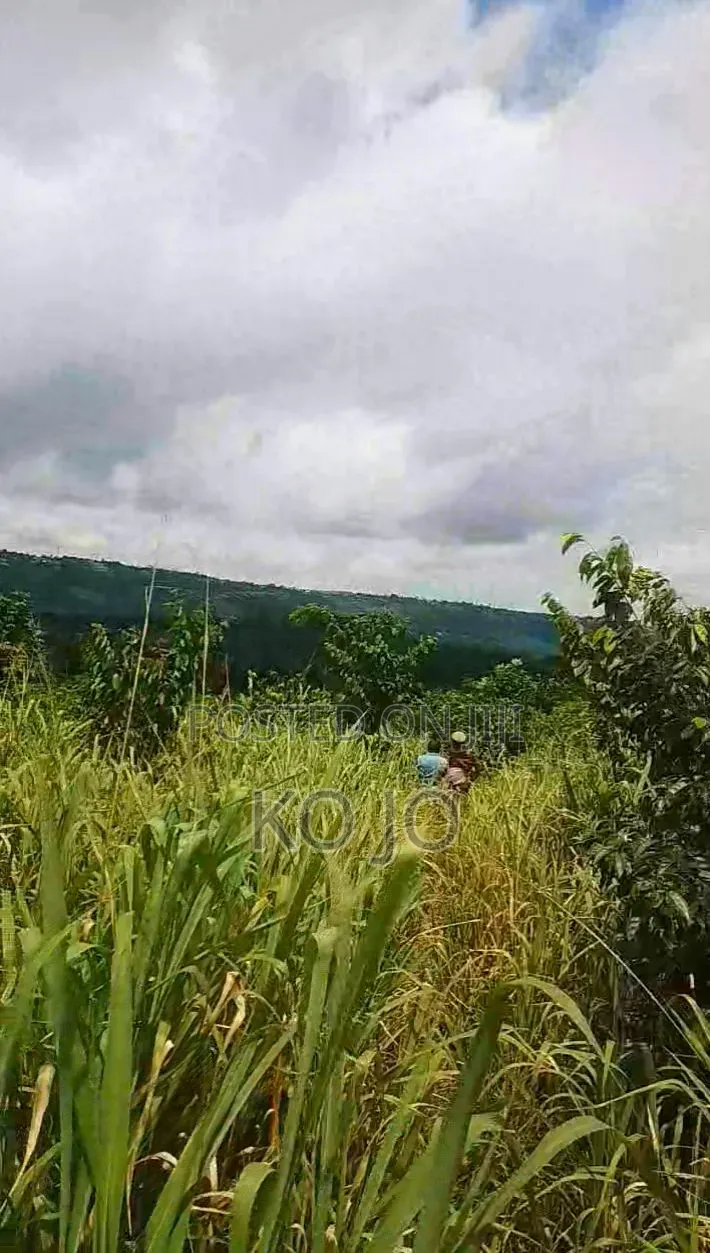 25 Acres of Farmland at Adukrom