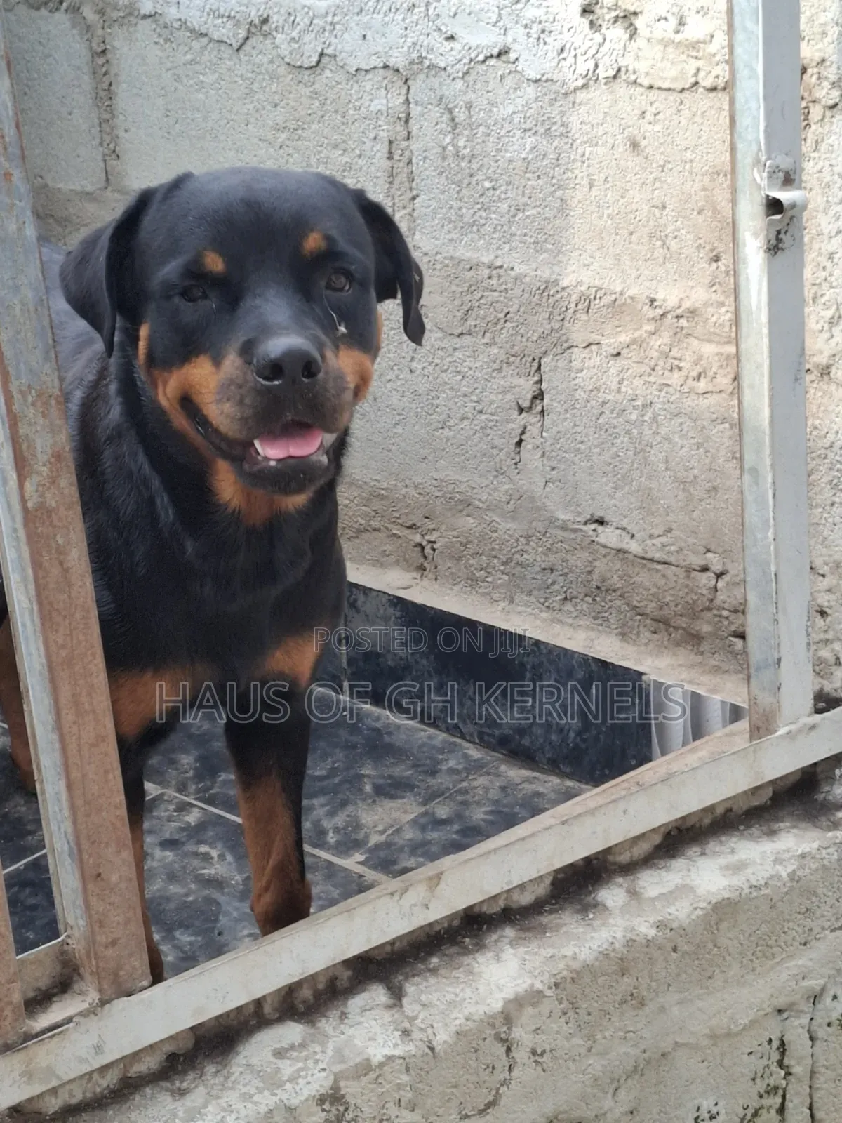 1+ year Female Purebred Rottweiler