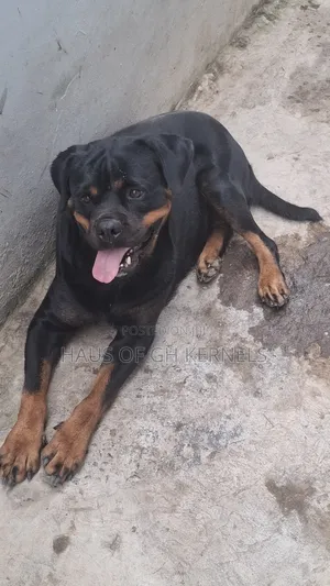 1+ year Female Purebred Rottweiler