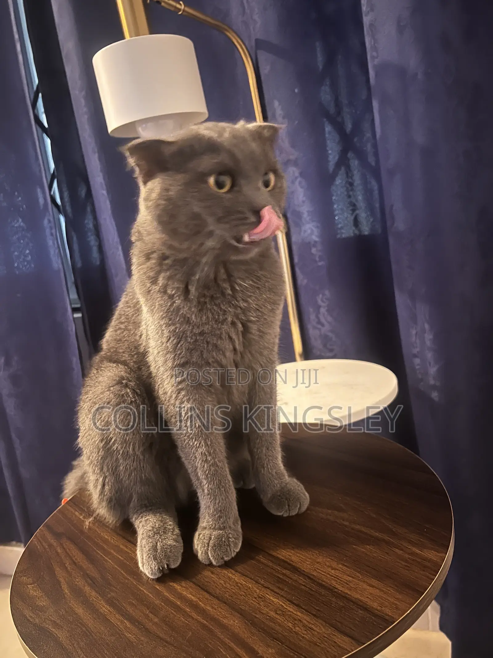 6-12 months Male Purebred British Shorthair